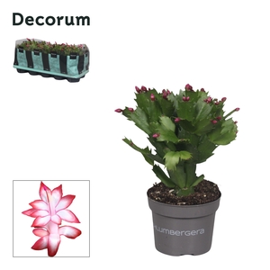 Schlumbergera - 10,5 cm - Red (Exotic) - Decorum