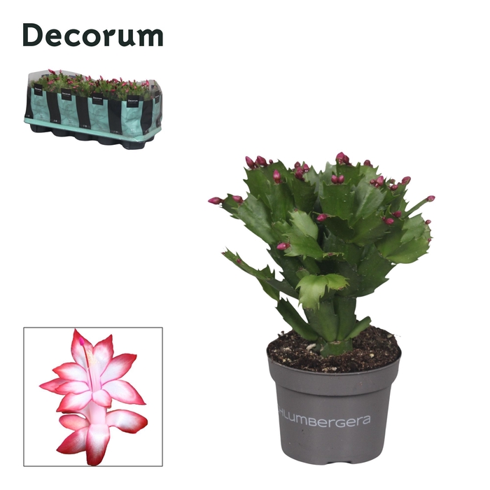 <h4>Schlumbergera - 10,5 cm - Red (Exotic) - Decorum</h4>