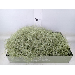 Tillandsia usneoides