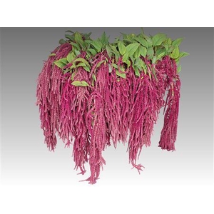 Amar Ca Red Cord