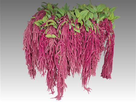 <h4>Amar Ca Red Cord</h4>
