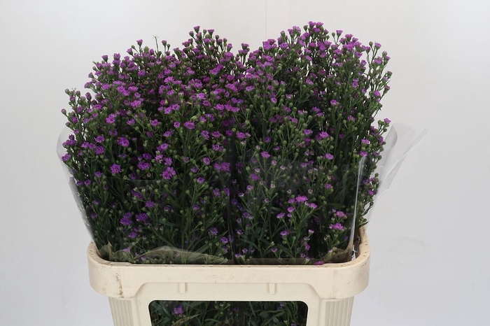 <h4>Aster Baby Pink</h4>