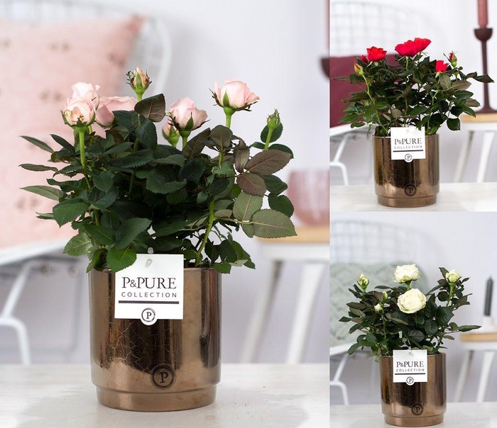 <h4>Rosa gemengd in P&PURE Juliette ceramics goldbronze</h4>