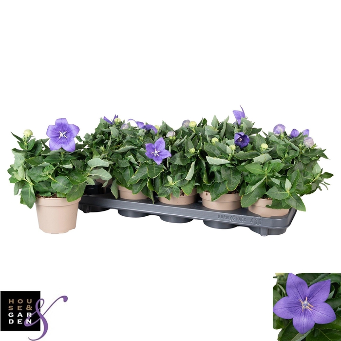 <h4>PLATYCO GR ASTRA BLU</h4>