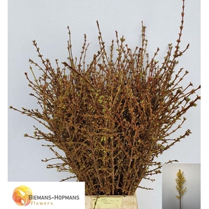 DICENTRA SPECTABILIS