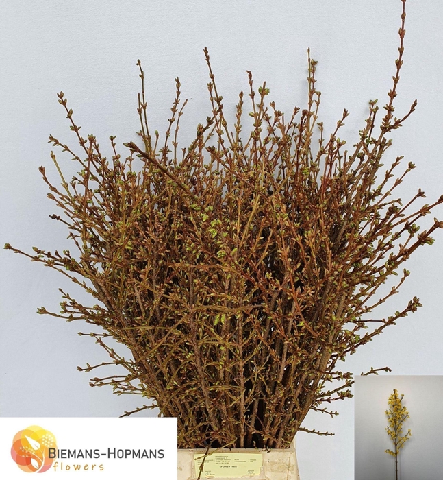 <h4>DICENTRA SPECTABILIS</h4>