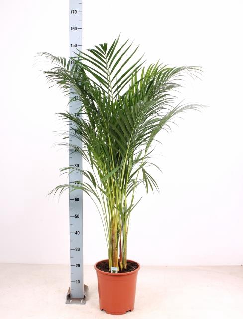 DYPSIS LUTESCENS