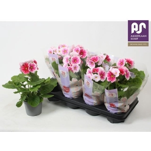 PRIM OB TM RED WHITE