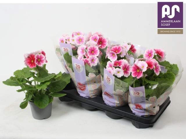 <h4>PRIM OB TM RED WHITE</h4>