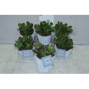 Crassula Ovata In White Wash Keramiek