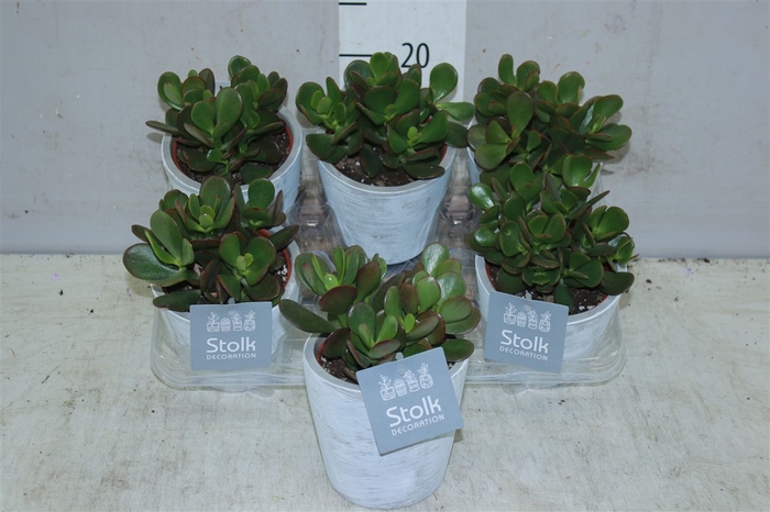 <h4>Crassula Ovata In White Wash Keramiek</h4>
