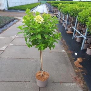 Hydrangea paniculata Limelight