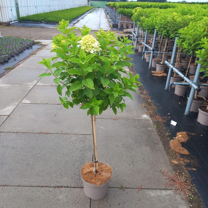 <h4>Hydrangea paniculata Limelight</h4>