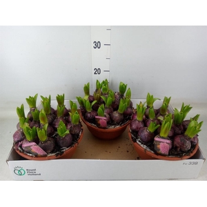 Hyacinthus orie. 'Pearl Pink'