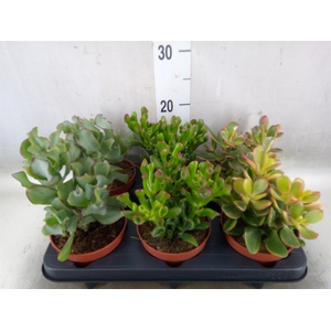 Crassula   ...mix