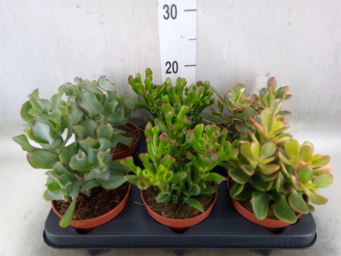 <h4>Crassula   ...mix</h4>