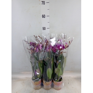 Phalaenopsis multi. 'Ant Morelia'