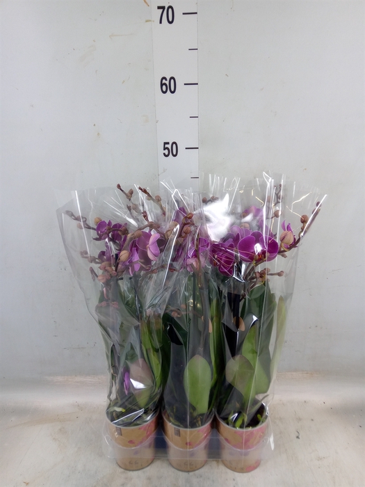<h4>Phalaenopsis multi. 'Ant Morelia'</h4>