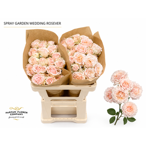 Rosa Spray Garden Wedding Rosever
