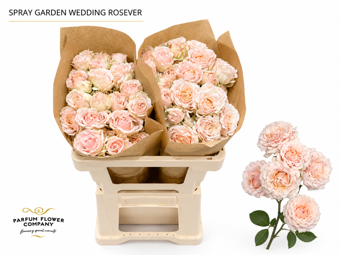 <h4>Rosa Spray Garden Wedding Rosever</h4>