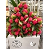 Paeonia Coral Charm