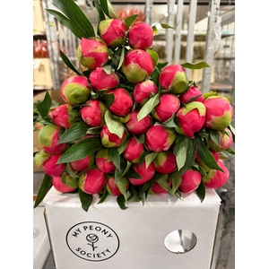 Paeonia Coral Charm