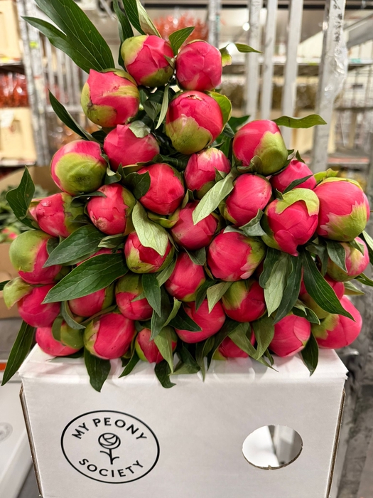 <h4>Paeonia Coral Charm</h4>