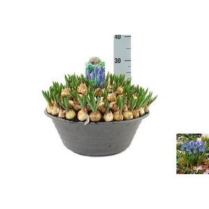 Muscari Big Smile In Schaal Xxl