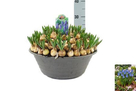 <h4>Muscari Big Smile In Schaal Xxl</h4>