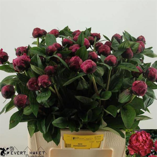 <h4>Paeo Red Sarah Bernhard Haket</h4>