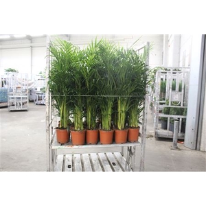 Dypsis Lutescens 22pp