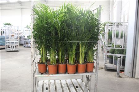 <h4>Dypsis Lutescens 22pp</h4>