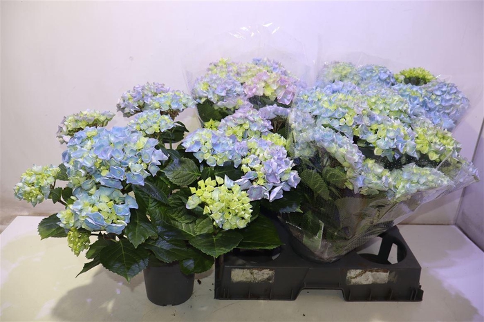 <h4>Hydr M Hi River</h4>