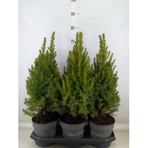 Picea glauca 'Perfecta'