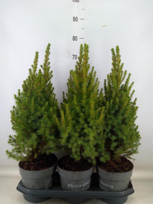 <h4>Picea glauca 'Perfecta'</h4>