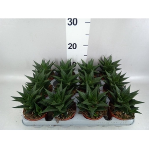Haworthia limifolia