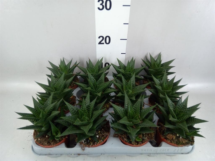 <h4>Haworthia limifolia</h4>