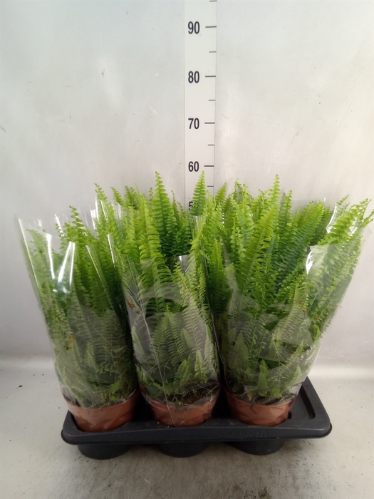 Nephrolepis exal. 'Green Lady'