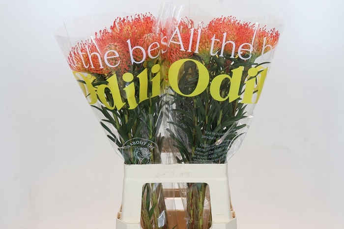 <h4>Nutans Succession</h4>