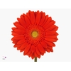 Gerbera Red Explosion Diamond