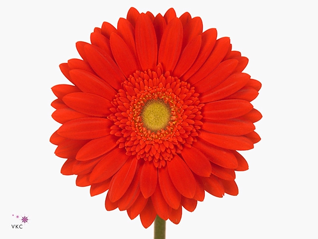 Gerbera Red Explosion Diamond