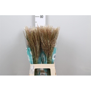 Misc Sin White Cloud