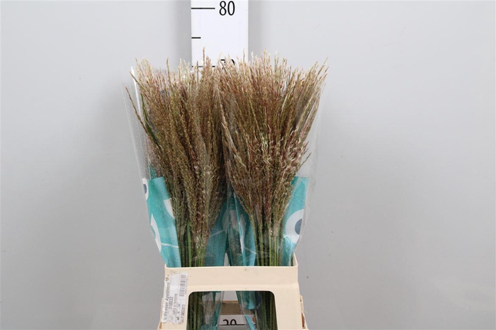 <h4>Misc Sin White Cloud</h4>