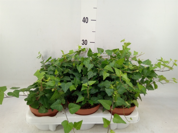<h4>Hedera helix 'Pittsburgh'</h4>