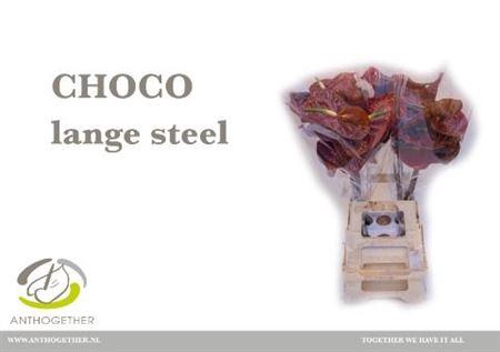 <h4>Anth A Choco</h4>