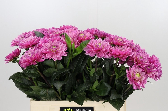 <h4>Dahlia Annamarie</h4>