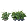 Peperomia Green Gold