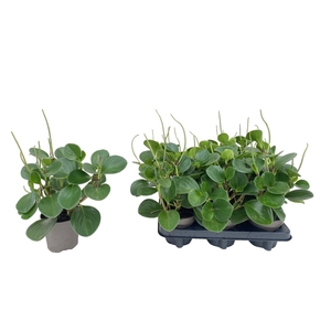 Peperomia Green Gold