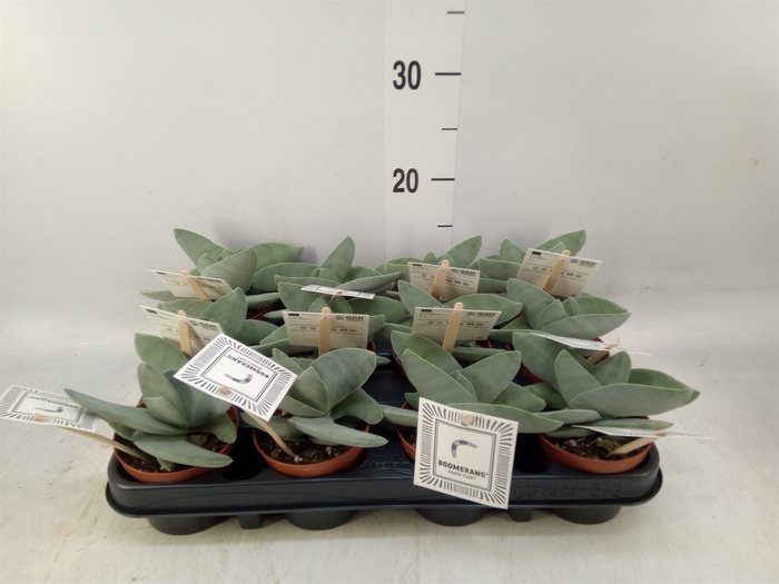 <h4>Crassula  'Boomerang'</h4>
