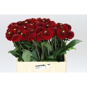 Dahlia Red Fox Ex
